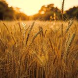 Trigo: safra recorde na Argentina e oferta interna pressionam preços | BBcast Agro - 07/01/2026