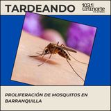 Ola de mosquitos en Barranquilla explicada por la academia :: ¿Fiebre de lluvias o riesgo sanitario?