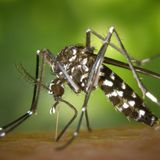 La zanzara coreana illustrata dalla parassitologa Sara Epis