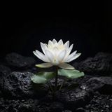 Heart Leadership: Resilience and being Present