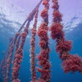 Burps, Bottles, and a Bay in Tasmania: How Seaweed Is Rewiring Dairy Methane in Oceania