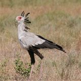 006.2 Secretary Bird