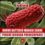 Nuovo Batterio Mangia Carne: Ecco Perchè Bisogna Preoccuparsi!