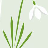 The snowdrop