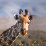 ✨Il Messaggio della Giraffa✨