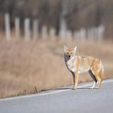 Coyote Companions: Exploring the Domestication Debate