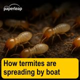 How termites are spreading across the globe by boat