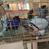 Rediffusion : Les défis de l’élevage de pigeons chez les jeunes à Niamey