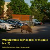 Warszawskie Tętno: dziki w mieście (cz. 2)