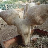 La vache Kouri, une espèce locale menacée de disparition à Diffa