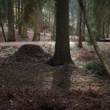 Il climate change uccide sempre più alberi nelle foreste urbane boreali