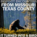 BIGFOOT EXPERIENCES FROM TEXAS COUNTY MISSOURI | BIGFOOT TURNED INTO A BIRD (THE OZARKS)