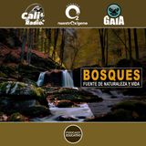 NUESTRO OXÍGENO Bosques, fuente de naturaleza y vida