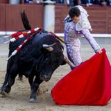 Ecología para todos: San Isidro, del uro al toro bravo