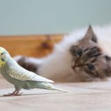 Ecología para todos: La lista negra de las mascotas