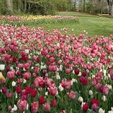 Consolata Pralormo - messer tulipano