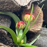 Episode 315: Beautiful Chaos: Understanding Variegation (pt2)