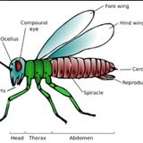 Lesson 27 - body parts of an insect & their family orders in Lingala