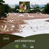 NUESTRO OXÍGENO Aves migratorias - Sergio Ocampo Tobón