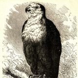 De Adelaar en de Wouw | Aesopus Fabels