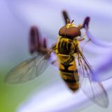 Sirfidi, la biologa Patricia: «Sono abili impollinatori, molto più delle api»