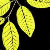 The Battle Over Kratom Regulation