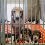 Inhumane Animal Testing & Fauci’s Gain-of-Function | Justin Goodman, White Coat Waste