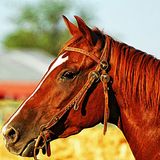 Rob McConnell Interviews - BARB BORKOWSKI - The Healing Journey of an Animal Communicator