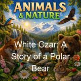 White Czar A Story of a Polar Bear - Clarence Hawkes