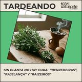 Brasileirices :: Sin planta no hay cura: las “benzedeiras”, la “pajelança” y los “raizeiros” en la cultura brasileña