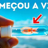 O primeiro animal da Terra finalmente foi encontrado