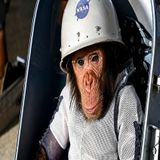What Really Happened to the Chimp We Sent Into Space?