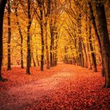 Novembre di Giovanni Pascoli: analisi completa e spiegazione del significato profondo