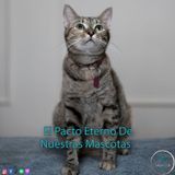 El Pacto Eterno De Nuestras Mascotas