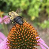 Working the Bees, Tools to Succeed, Elections on the Horizon and Zanesville Salsa.