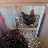 What Is Molting In Chickens? - TCC#21