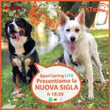 #16 Presentiamo la nuova SIGLA | AperiSpring LIVE