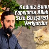 Kedi Bunu Yapıyorsa Allah Size Bu İşareti Veriyordur - Kelp | Mehmet Yıldız