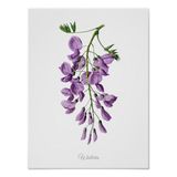 Show 279: Wisteria, Mistletoe and Horsetail