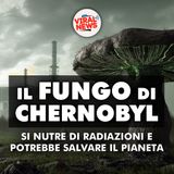 IL FUNGO DI CHERNOBYL si nutre di radiazioni e potrebbe salvare il pianeta