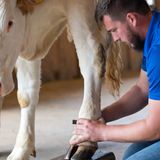Cashing in on Cows
