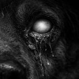 No Te Pongas Lagañas De Perro En Los Ojos MirHistorias De Terror - REDE