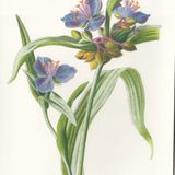 Show 228: Sow Thistle, Spiderwort, Clinopodium and Sweet Fern