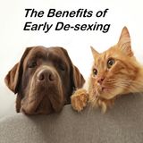 Why Desexing Your Pets Makes Sense! - Nadia Crighton