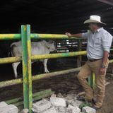 La aplicación de la inseminación constituye una de las deudas de la ganadería en Camagüey