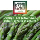 Asperge : Les cultiver avec succès : conseils et astuces