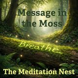 Calming Sleep Story for Adults | Message in the Moss
