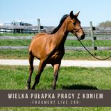 Wielka pułapka w pracy z koniem - fragment live 249