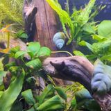 CLEAN Aquariums KILL FISH