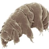 853-Tardigrade